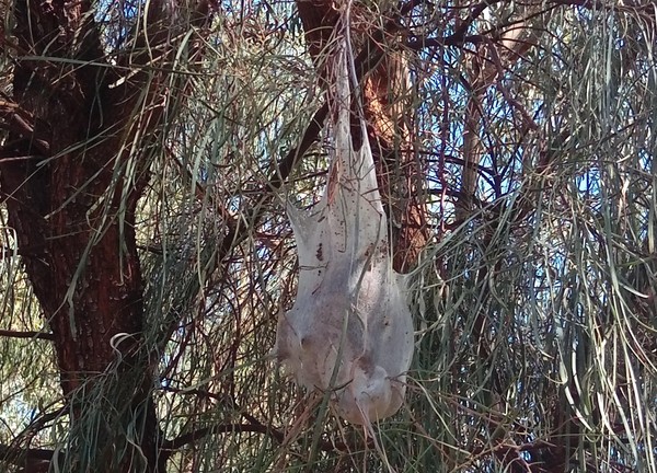 ▲▼ 外國網友在澳洲維多利亞西北部米爾杜拉（Mildura）濕地散步，驚見有如塑膠購物袋的白色巨網。（圖／翻攝自Reddit）