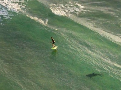 衝浪客被海中「巨大鯊影」緊追　空拍機驚險錄下鯊口逃生過程