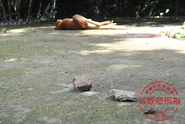 游客拿石头乱砸想看「它跳」 福州动物园母袋