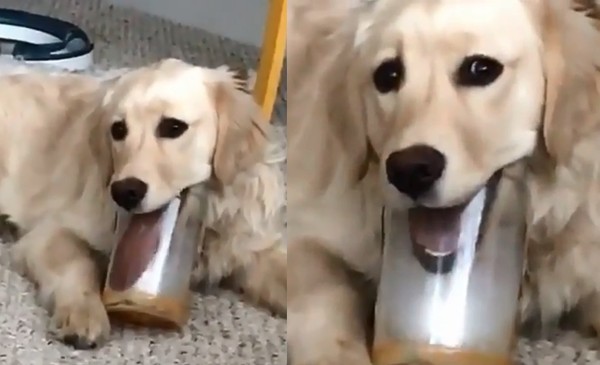 ▲黃金獵犬「Luna」。(圖/翻攝自影片/Instagram/kelsey_conroy)