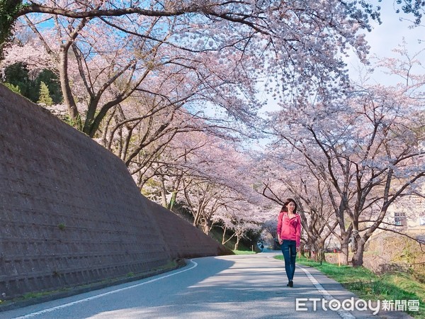 ▲▼佐渡島櫻花,日本賞櫻。（圖／記者賴文萱攝）