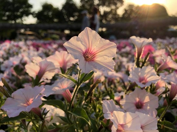 ▲日本足利花卉公園紫藤花盛開。（圖／艾波不在家I’m on my way提供）