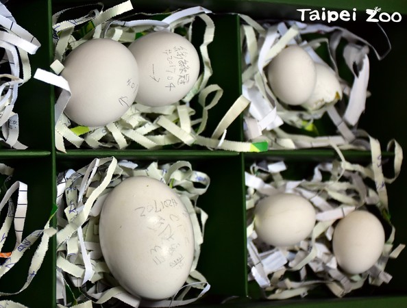 ▲細節藏在蛋蛋裡！「假蛋工廠」運轉中　維持親鳥孵蛋行為（圖／「台北市立動物園」提供）