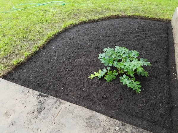 他實現妻子遺願親手打造花園，吸引「小精靈」半夜偷送新植物(圖/imgur@webmaster3000)