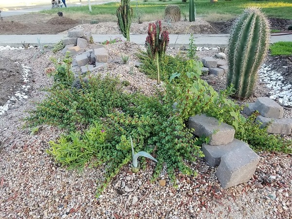 他實現妻子遺願親手打造花園，吸引「小精靈」半夜偷送新植物(圖/imgur@webmaster3000)