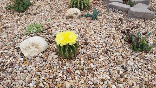 他實現妻子遺願親手打造花園，吸引「小精靈」半夜偷送新植物(圖/imgur@webmaster3000)