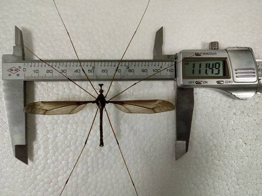 ▲▼四川發現世界最巨型蚊子，翅展達11cm。（圖／翻攝自封面新聞）