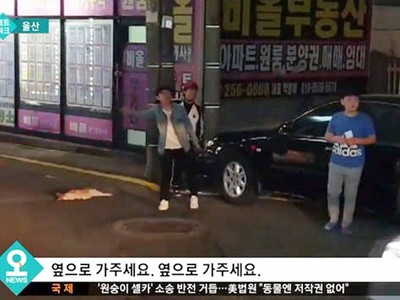 搶救「半路暈倒的貓」！3小學生肉身擋車：等牠活下來我要養牠