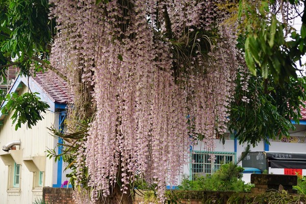 ▲台南白河洪溪州赤中寺「天宮石斛蘭」4/27花況 。（圖／網友King Shie提供，請勿隨意翻拍，以免侵權。）