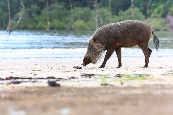 ▲生物樂園砂拉越▼ 。（圖／Shutterstock.com、馬來西亞觀光局）