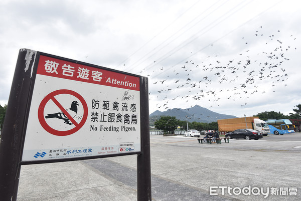 ▲▼鴿子,鳥類,野鳥,禽流感,禽鳥。（圖／記者李毓康攝）