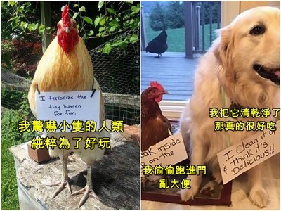 IG引爆「#羞愧小雞」運動！主人痛訴寵物惡行…但牠們還是無所謂呀
