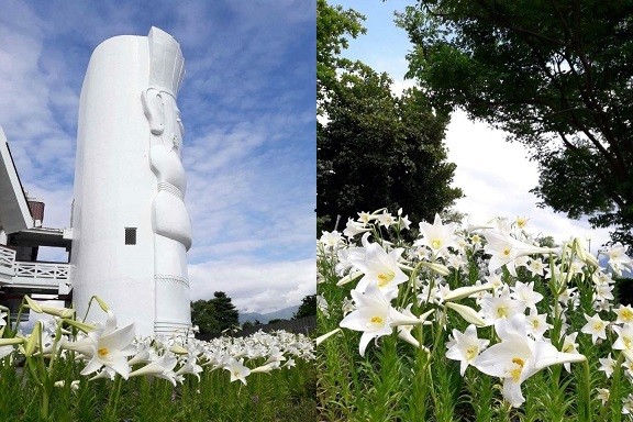 ▲▼秀姑巒溪遊客中心前鐵炮百合。（圖／翻攝自【Nga`ayho】你好，東海岸臉書專頁）