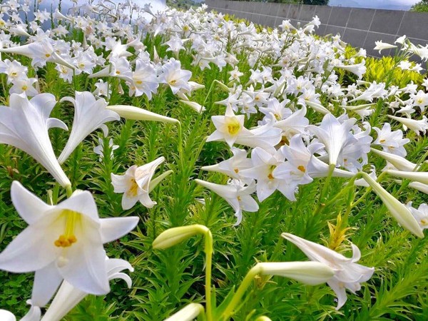 ▲▼秀姑巒溪遊客中心前鐵炮百合。（圖／翻攝自【Nga`ayho】你好，東海岸臉書專頁）