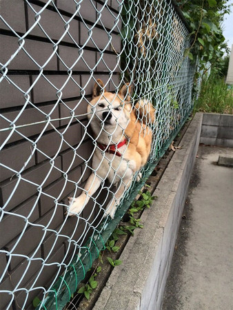 ▲▼各種柴犬賣萌蠢樣。（圖／翻攝自boredpanda）