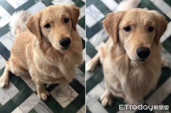 不能亂尿尿哦!神犬阿金超聽話。(圖/網友賴怡臻提供,請勿隨意翻拍,以免侵權。)