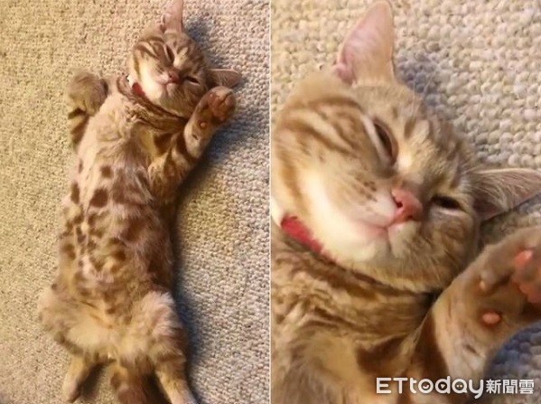 ▲突然安靜...喵「大字型」倒地秒睡 姐笑:案發現場?(圖/網友安娜授權提供)