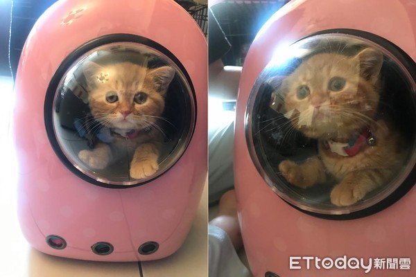 ▲突然安靜...喵「大字型」倒地秒睡 姐笑:案發現場?(圖/網友安娜授權提供)