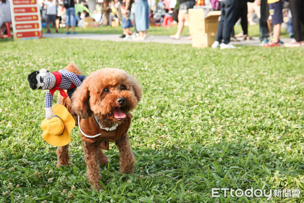 ▲▼好朋友野餐日,寵物毛小孩。(圖/記者周宸亘攝)