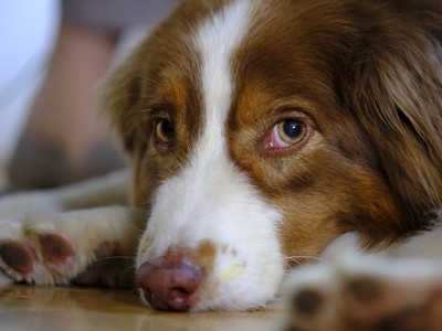 毛孩幫做「情緒治療」默默吞淚？　研究：親人的狗狗壓力爆大！