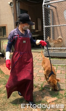 德國女孩帶米克斯回家。（圖／飼主Carolin Sieland提供）