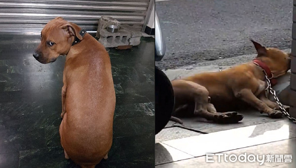 ▲里長汪探頭「幫鄰居顧門」　飼主茫然：你是我們家養的欸。（圖／網友授權提供）