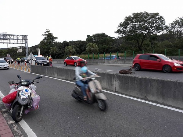 ▲彰化高路公路開車撞傷鹿　網友好震驚：竟然有野生的。（圖／翻攝自花壇人俱樂部）