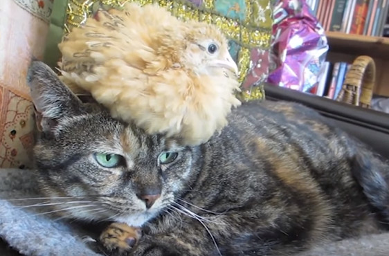 小雞認貓當媽，一個月後黏在頭上變髮飾。（圖／翻攝自YouTube@動画太郎）