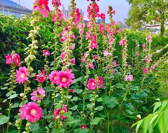 ▲黎明步道花園（泰山步道花園）。（圖／網友yoyoyo_1128提供，請勿隨意翻拍，以免侵權）