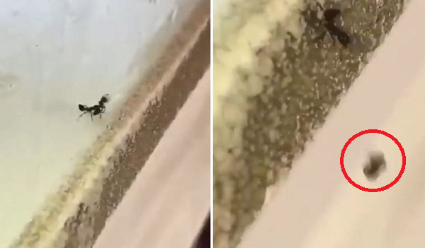 螞蟻扛受傷同伴，下秒用力網下扔。（圖／翻攝自Twitter@MikeJsanchez_）