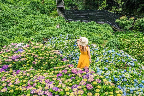 ▲陽明山繡球花海。（圖／網友Banbi美食旅遊,一葉之頁提供）