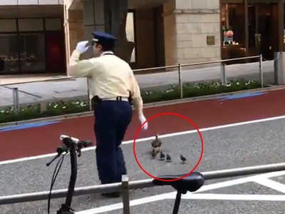 都會區「鴨媽媽攜幼子」闖馬路　日本警衛挺身幫忙畫面瘋傳