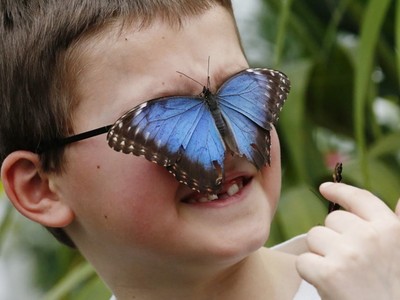 怕蝴蝶的人在想什麼？揭密「蝴蝶恐懼症」六大原因