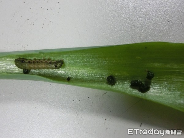 夜盜蟲俗稱黑肚蟲、管仔蟲，宜花地區主要的種類為斜紋夜蛾及甜菜夜蛾，寄主種類眾多，蔬菜類、雜糧類作物都可取食，是令人傷腦筋的害蟲。（圖／花蓮農改場）