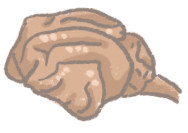 ▲毛起來配圖。