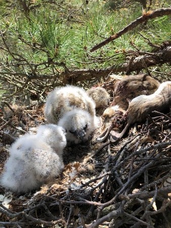 （圖／翻攝自Wild Care Cape Cod粉絲專頁）