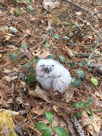 （圖／翻攝自Wild Care Cape Cod粉絲專頁）