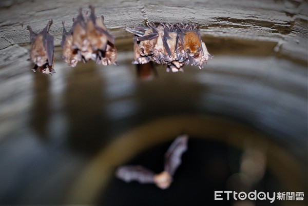 ▲日軍戰時坑道內的蝙蝠，自在的懸掛在壁上。（圖／記者宋德威攝）