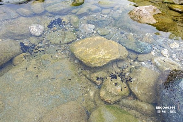 ▲花蓮白鮑溪夏天戲水好去處。（圖／靜怡&大顆呆の親子.旅遊.美食提供）