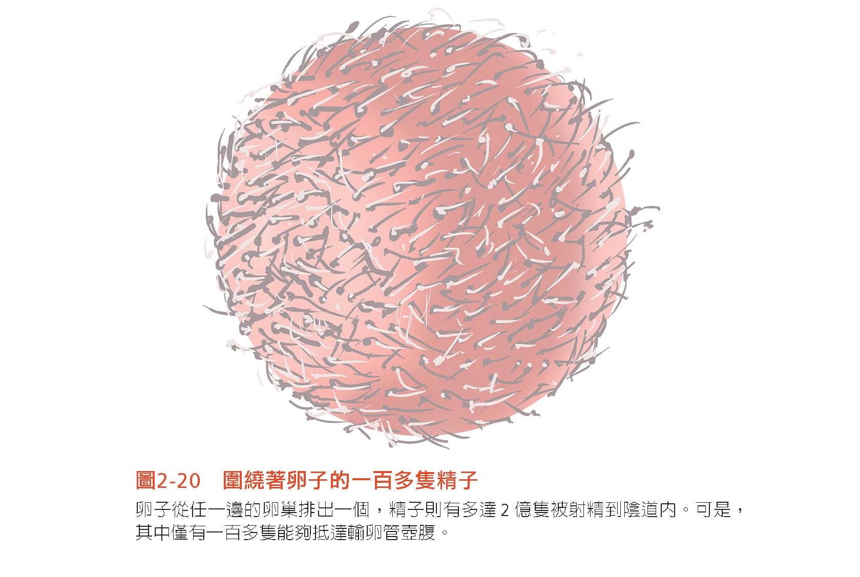 ▲《看得見的人體結構:你吃喝拉撒睡走跑跳時,96個身體器官如何運作?讓你一看就懂,從此好好愛自己。》書摘圖。(圖/竹內修二 大是文化出版提供)