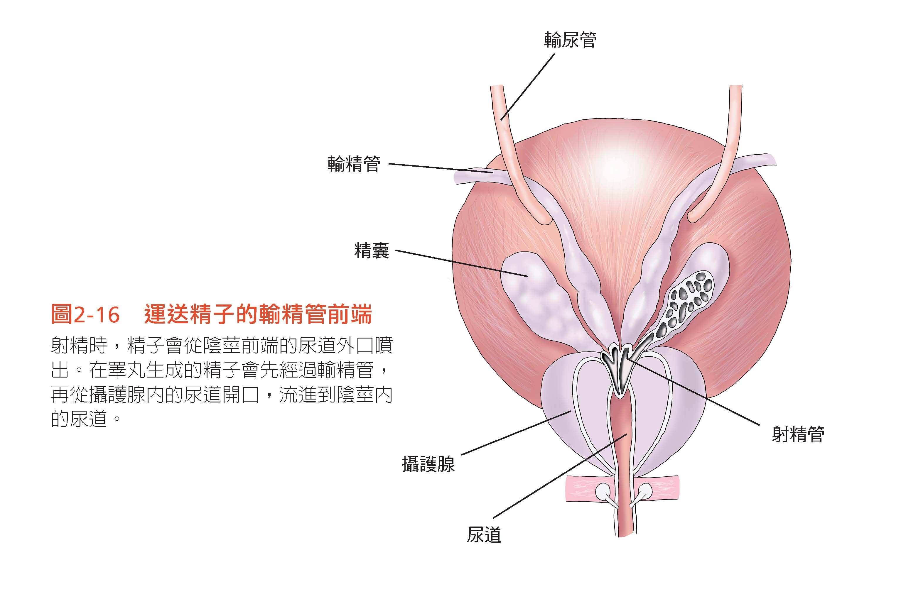 ▲《看得見的人體結構:你吃喝拉撒睡走跑跳時,96個身體器官如何運作?讓你一看就懂,從此好好愛自己。》書摘圖。(圖/竹內修二 大是文化出版提供)