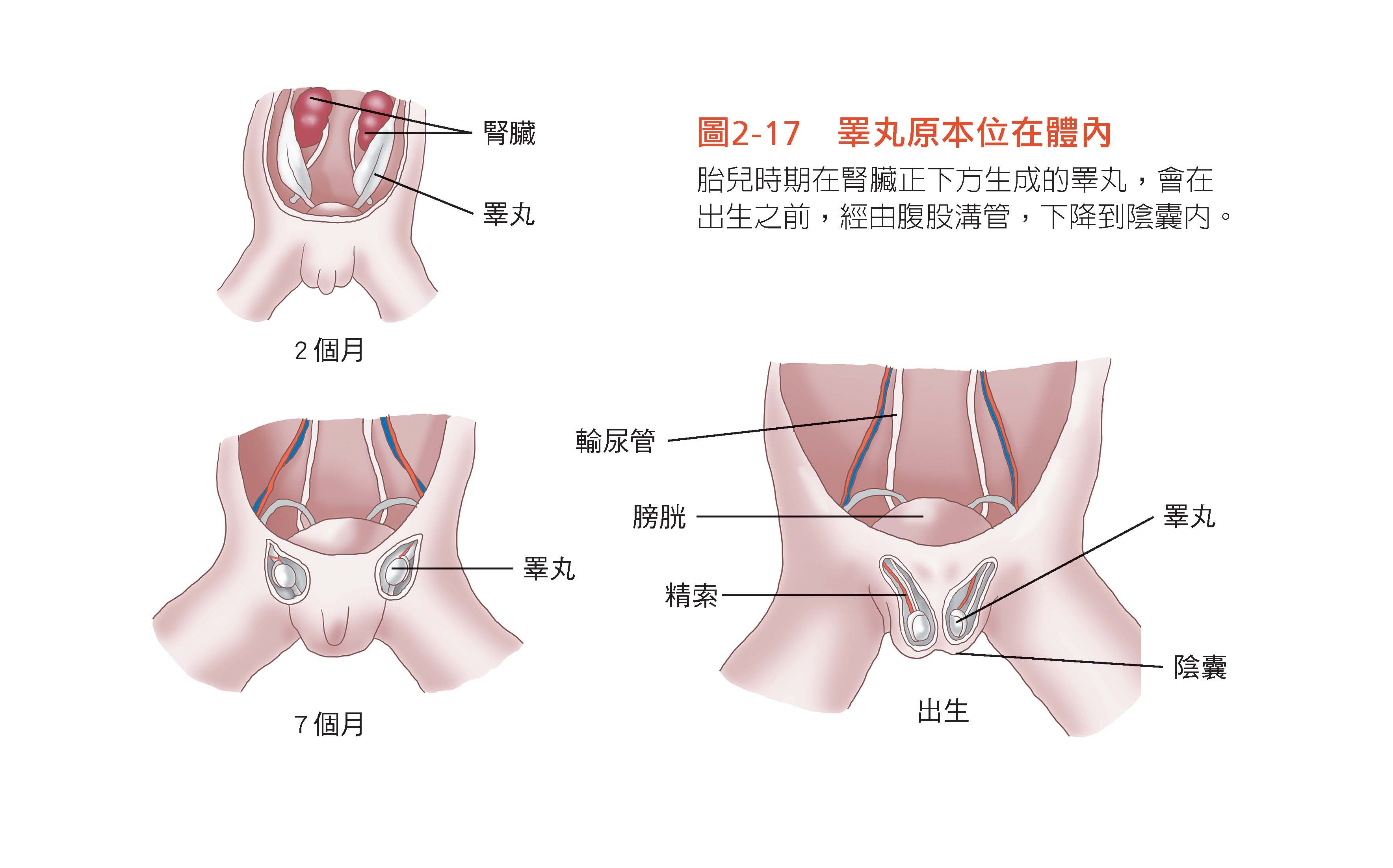 ▲《看得見的人體結構:你吃喝拉撒睡走跑跳時,96個身體器官如何運作?讓你一看就懂,從此好好愛自己。》書摘圖。(圖/竹內修二 大是文化出版提供)