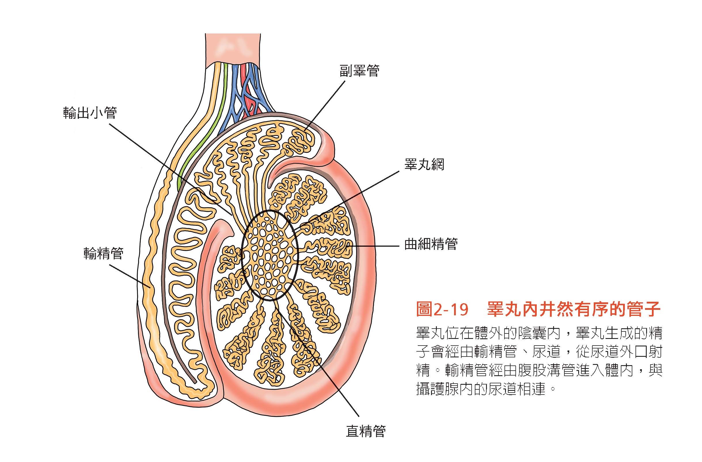 ▲《看得見的人體結構:你吃喝拉撒睡走跑跳時,96個身體器官如何運作?讓你一看就懂,從此好好愛自己。》書摘圖。(圖/竹內修二 大是文化出版提供)