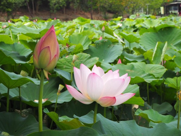 ▲2018白河蓮花季。（圖／呆呆齡愛玩樂）