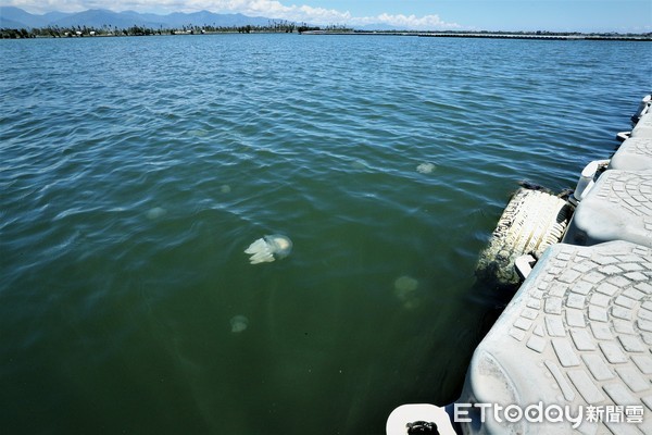 ▲屏東東港大鵬灣最近出現大量水母，不過，只要在大雨過後，水母大軍又潛入水底，偶爾才浮上水面探頭一下。（圖／記者宋德威攝）