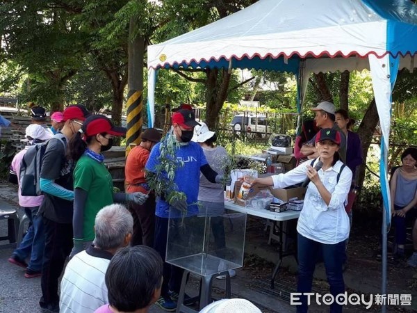 銀膠菊幼苗外觀似民俗植物「艾草」，開花時則似觀賞花卉「滿天星」，繁殖力強，釋出的花粉會引起人體過敏、皮膚炎、鼻炎等，有「國際毒草」之稱。（圖／花蓮林管處提供）