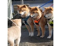 島原三柴的IG帳號（圖／網路翻拍）https://www.instagram.com/kotamamefuku/?utm_source=ig_embed
