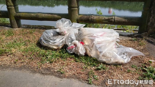 ▲基隆河魚屍漂滿滿。(圖/記者謝承恩攝)