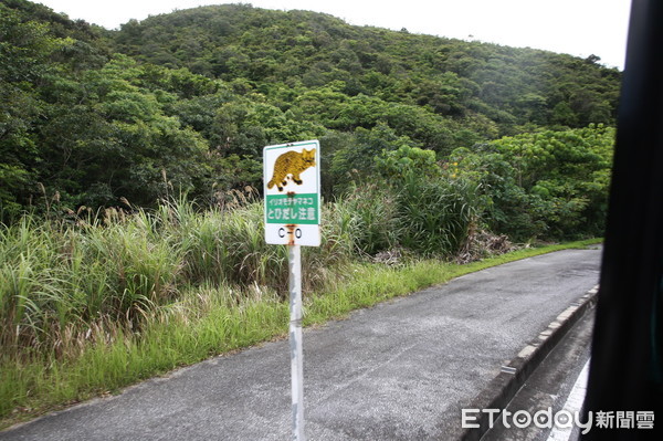 ▲日本西表島積極發展「西表山貓」主題觀光。（圖／記者陳睿中攝）