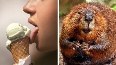 香草冰淇淋添加「海狸肛門腺分泌物」！你常吃的4大食物含超噁成分